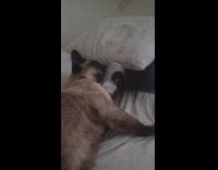 Cat loves to play with hair brushes