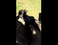 ostrich takes black object from mans hand