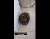 Dogs sleeping on wrong dog bed with big dog squished