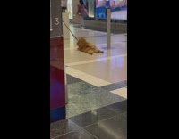 Brown fluffy dog refuses to walk and gets dragged