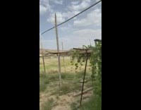 Guy runs through farm scares locusts away 