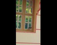 Bird jumps and pecks house window  