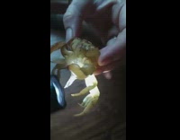 Woman found perfect small crab skin flashlight