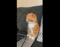 Orange kitten on couch sneezes multiple times 