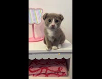 Gray kitten with folded ears look like dog