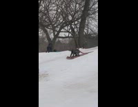 Rat costume guy rides pizza like sled 