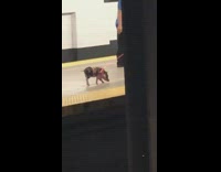 Man has pet pig on a leash 