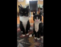 Cat sitting beside lego cat 