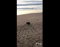 Dog falls down from beach ledge