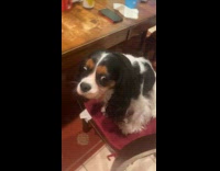 Dog on chair snorts after tasting hot sauce