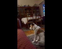 Dog catches fly and eats it