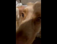 Pet dog invited to go to bed but growls