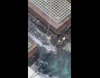 Man excited to see seals 