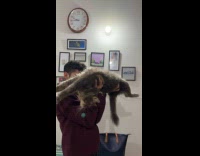 Man holding stretched out cat upside down