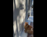 Orange cat staring at shadow of bird cage on white wall