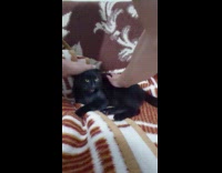 Black cat wobbly meow sound when bounced