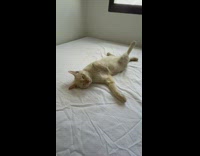 Orange cat sleeps with back leg up