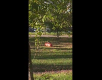 Brown dog in park pushing orange cone around 