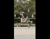 Couple sits on park attacked by pigeons