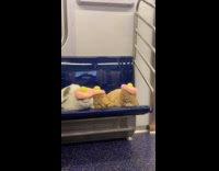 3 cats wearing pink berets on subway