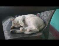 Person shake chair wake up cat sleeping