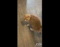 Orange cat opened fridge and chewed up bag of cheese