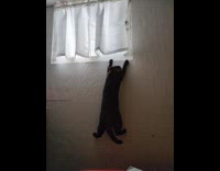 Black cat hang and fall from window