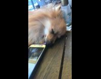 Pomeranian dog wakes up from nap and licks mouth