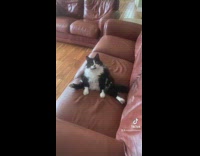 Black and white cat sitting on red couch funny 