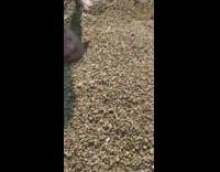 Man large belly covered with pebbles beach