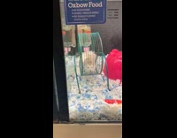 Collab BitchMP - Hamster pet store stuck spin wheel 