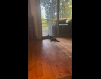 BitchIG2 - Cat playing with crow through window