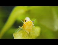 Orange rili shrimp sneeze close up tank