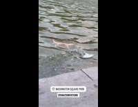 Man lets bearded dragon pet swim at fountain pt. 1