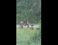 Family of otter seen near the university lake