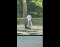 A womans dog lays on it's back wont move