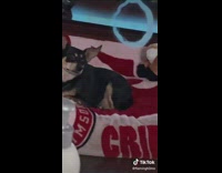 Collab BitchMP - Dog tries to bite smoke ring 
