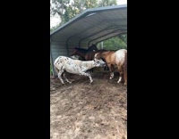 Spotted horse saying please to other horses