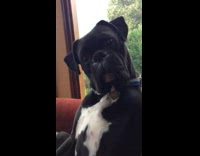 Pet dog stares and tilts head to the camera from owner