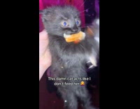 Black cat steals sandwich