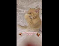 Cat on bed with sticker on head falls while getting it off