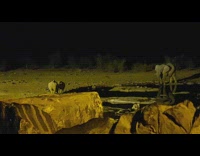 Two rhinos fight while elephant splashes water at them