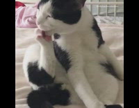 Black white cat grooms licks back paw 
