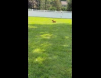 Golden corgi play fetch large stick backyard