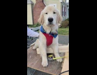 Golden retriever dog sits on workbench table
