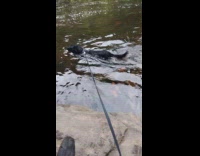 10 year old dog swims in river