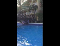 Collab BitchMP - Pink flamingo flies into bridge pool