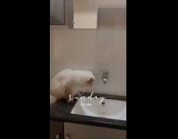 Fluffy cat plays with sink water 