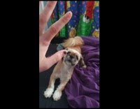 Dog gently bites hoomans hand while playing 