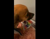 Pet dog gets ahold of Goldfish bag and growls when approached